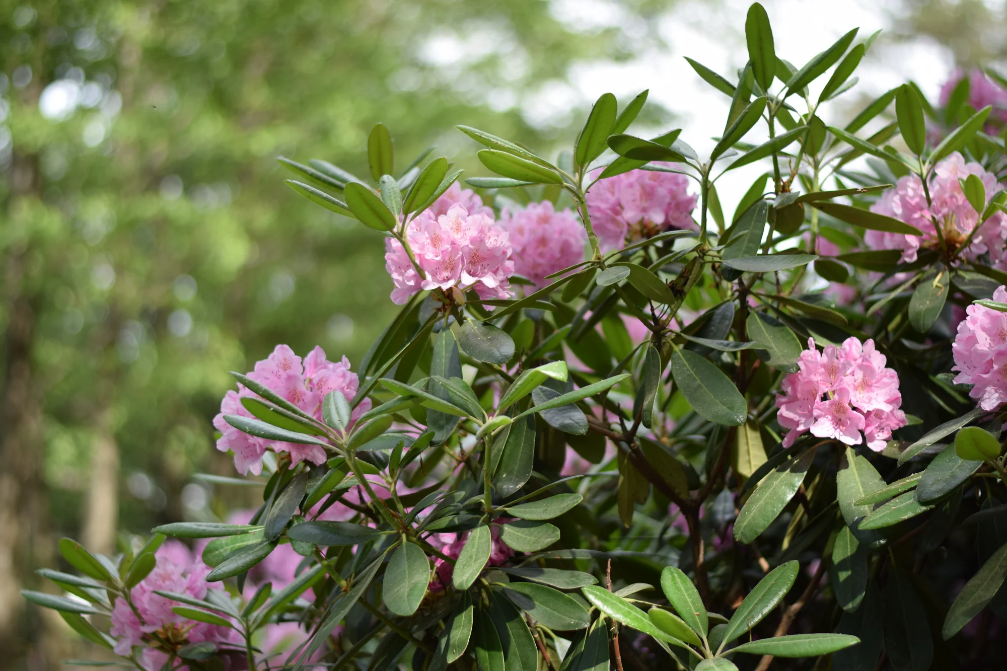 Elevate Your Garden Landscape