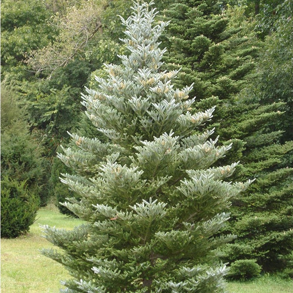 Abies koreana Tree