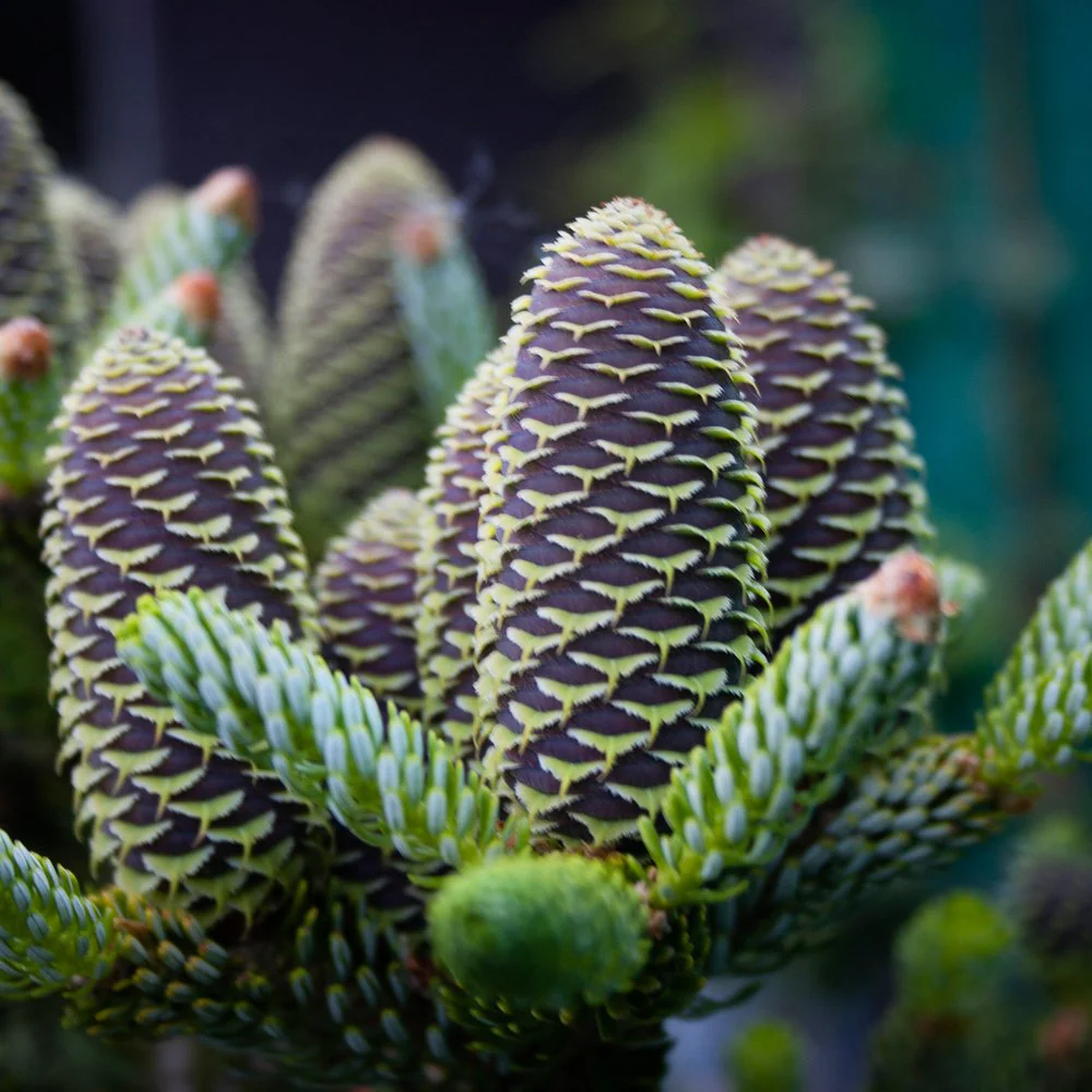 Abies koreana Tree - Image 2