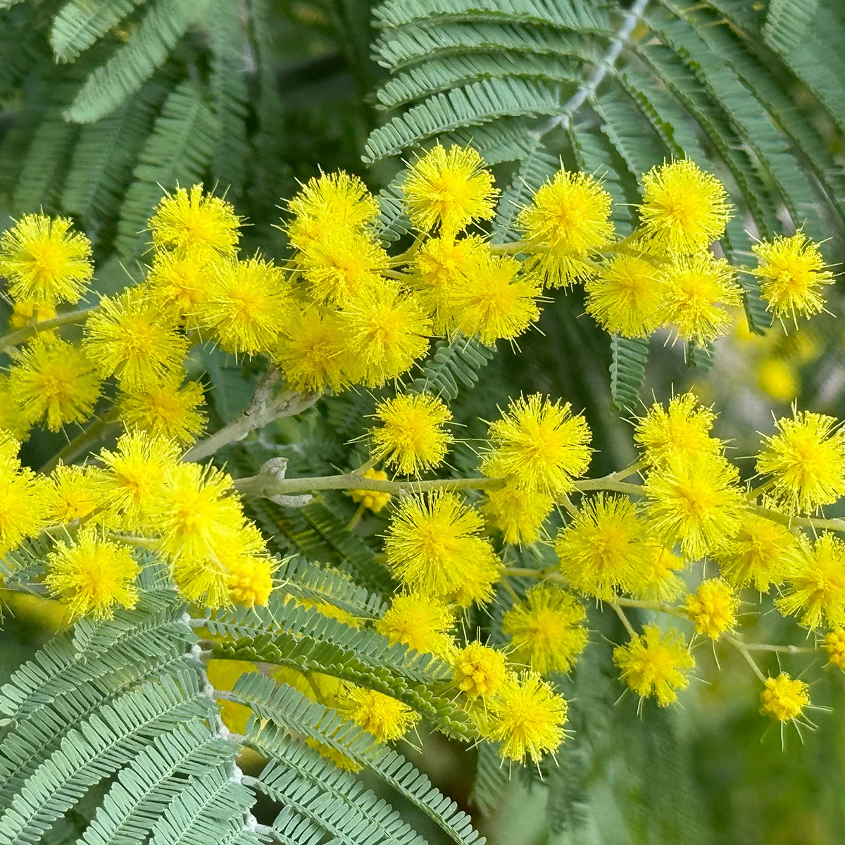 Acacia dealbata