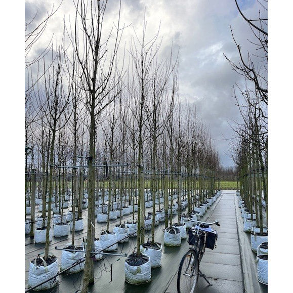 Acer campestre 'Streetwise' Tree - Image 3