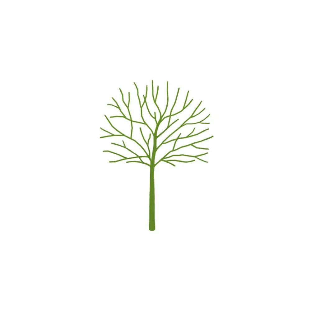 Acer campestre Tree - Image 10