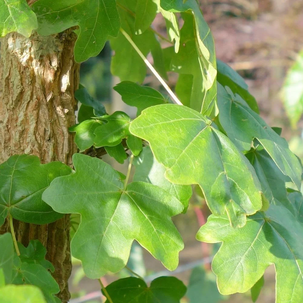 Acer campestre Tree - Image 3