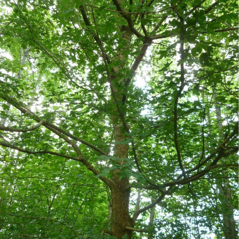 Acer campestre Tree - Image 4