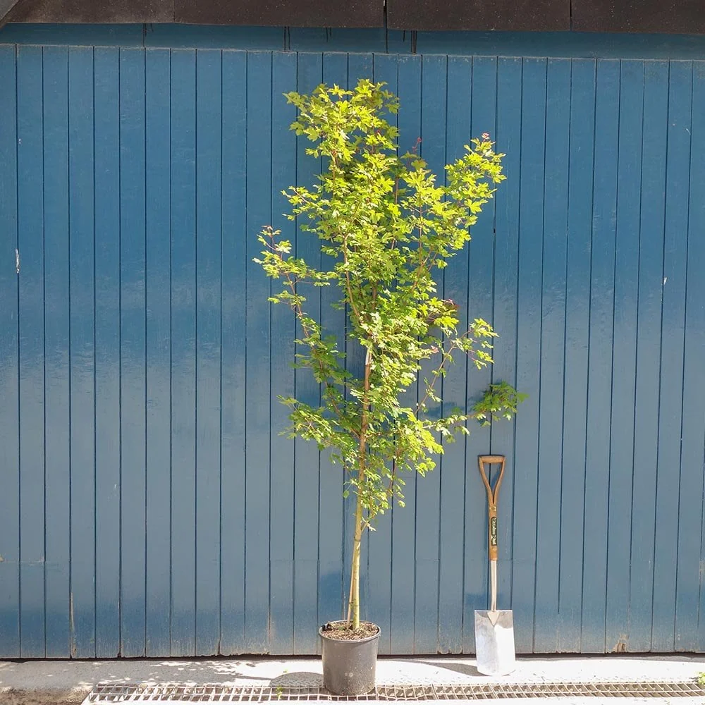 Acer campestre Tree - Image 5