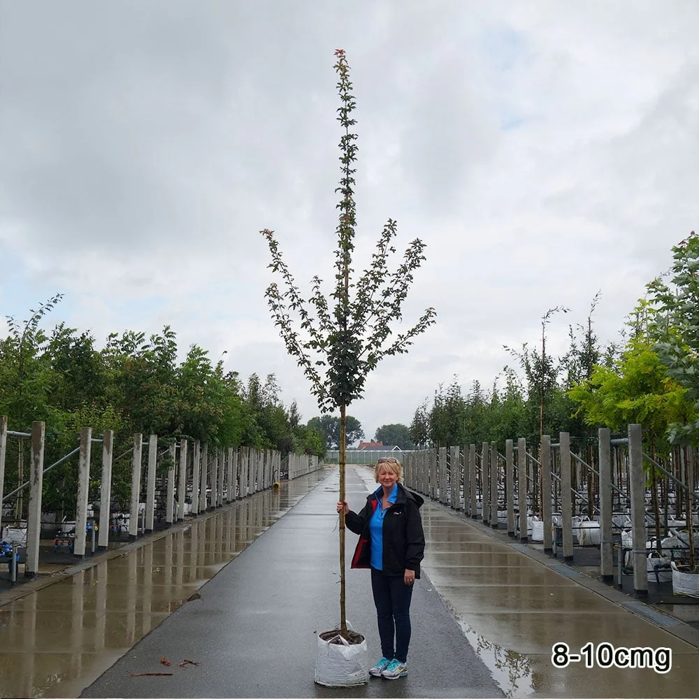 Acer campestre Tree - Image 6