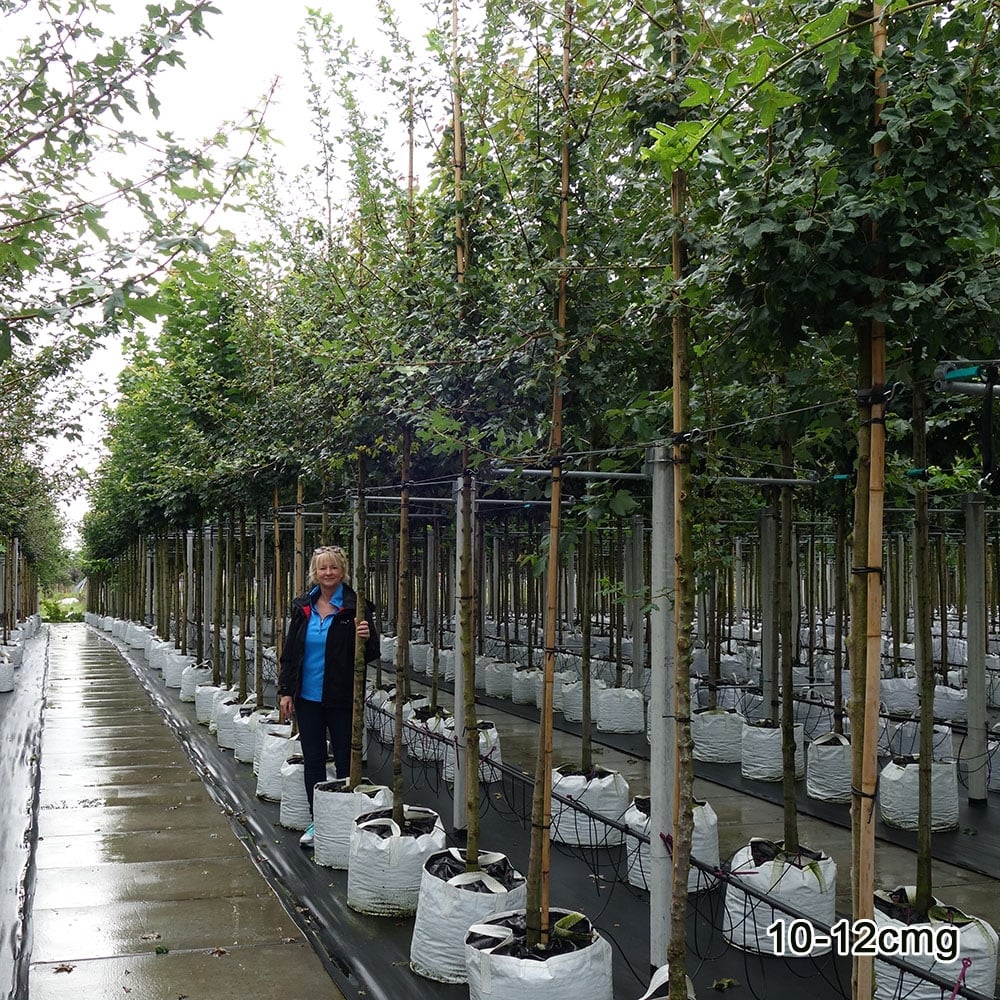 Acer campestre Tree - Image 7