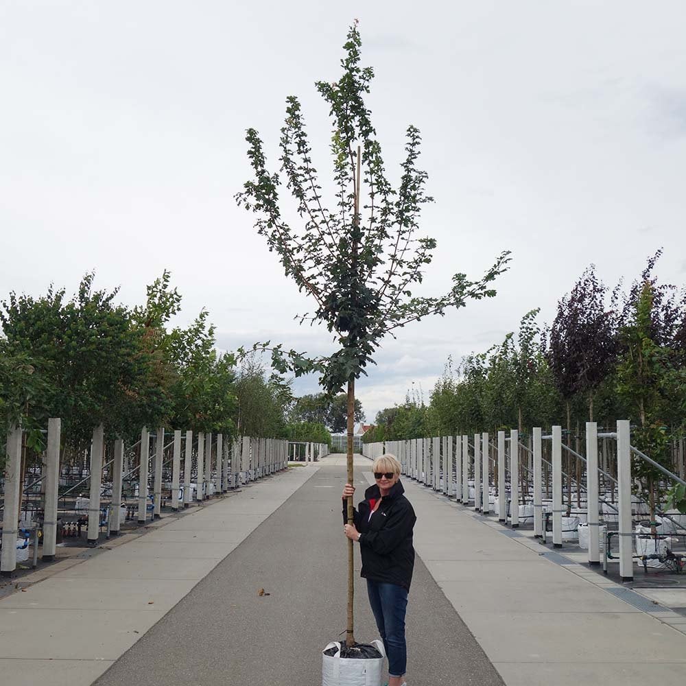 Acer campestre Tree - Image 8