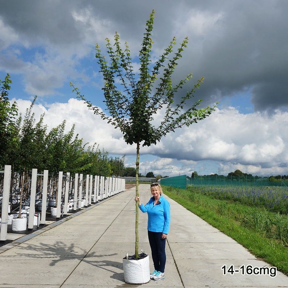 Acer campestre Tree - Image 9