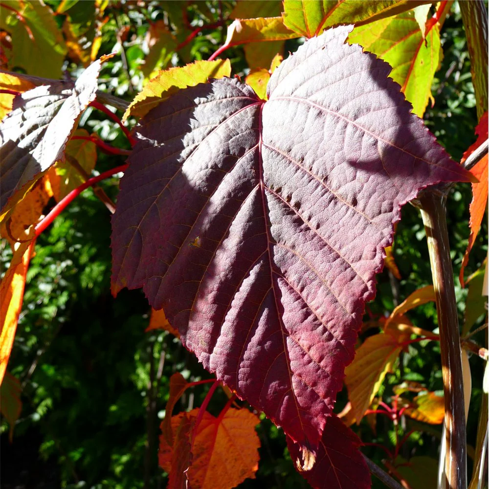 Acer capillipes Tree - Image 2