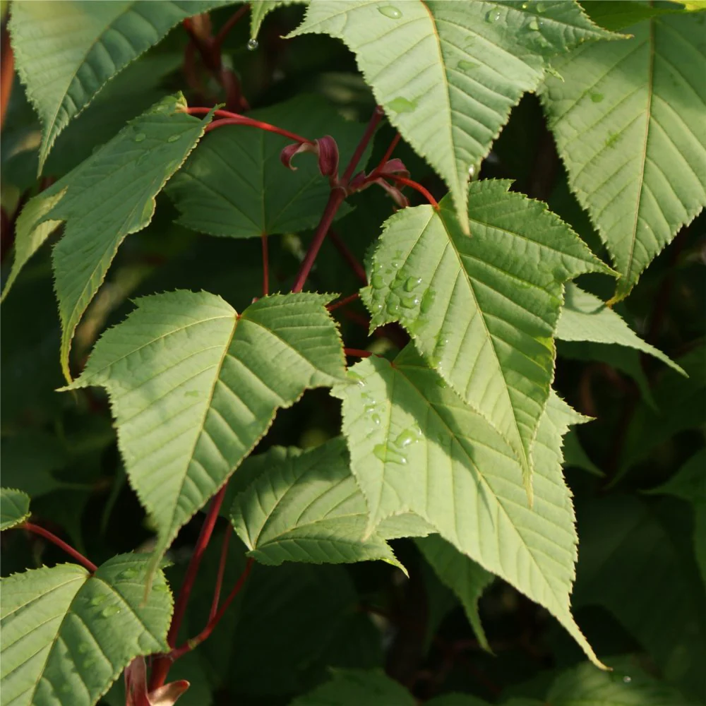 Acer capillipes Tree - Image 3