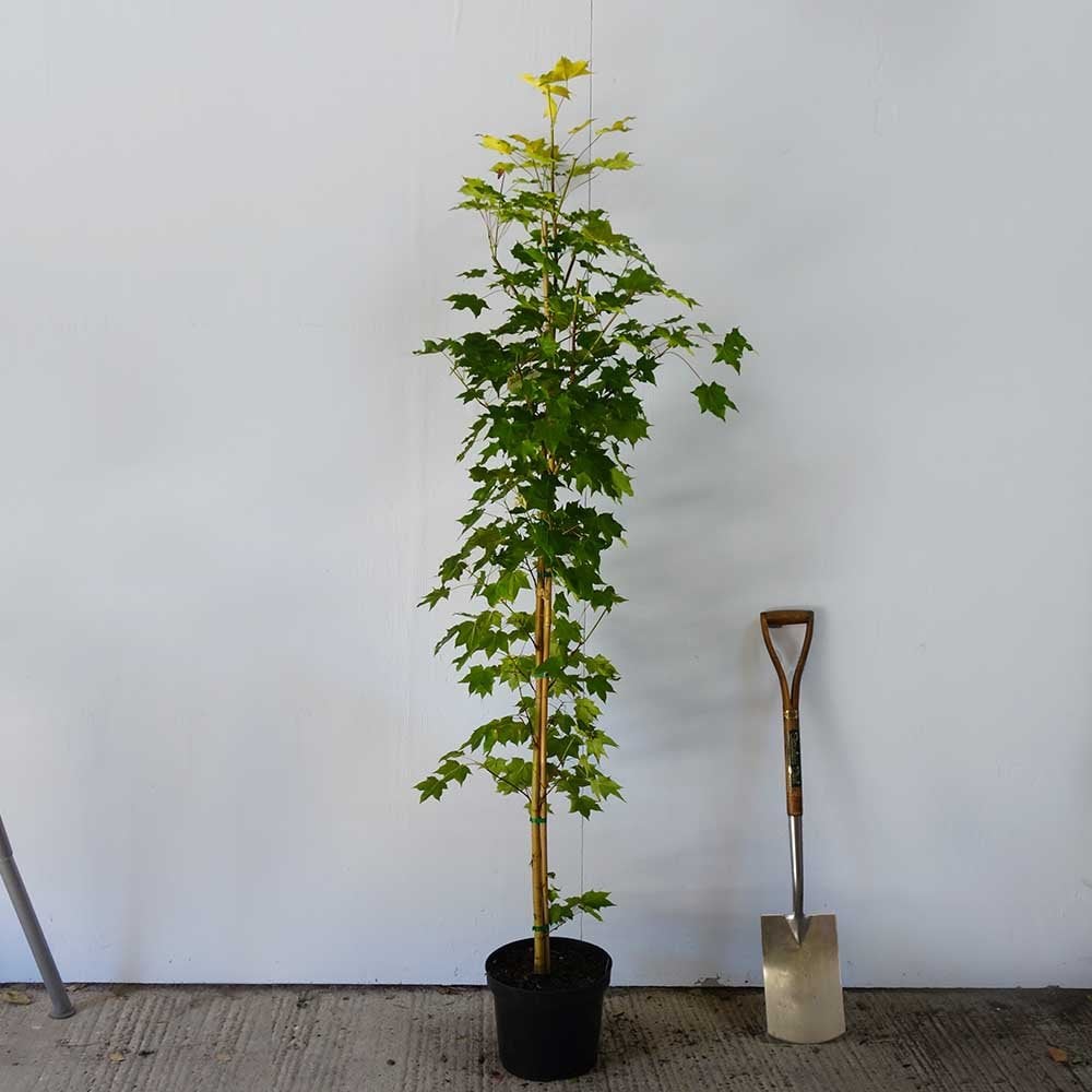 Acer cappadocicum 'Aureum' Tree - Image 3