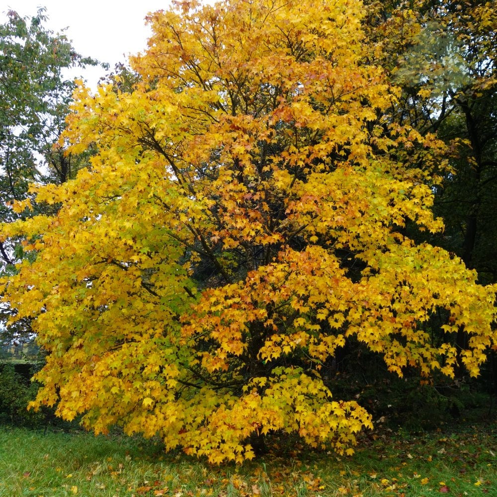 Acer cappadocicum 'Rubrum' Tree - Image 3