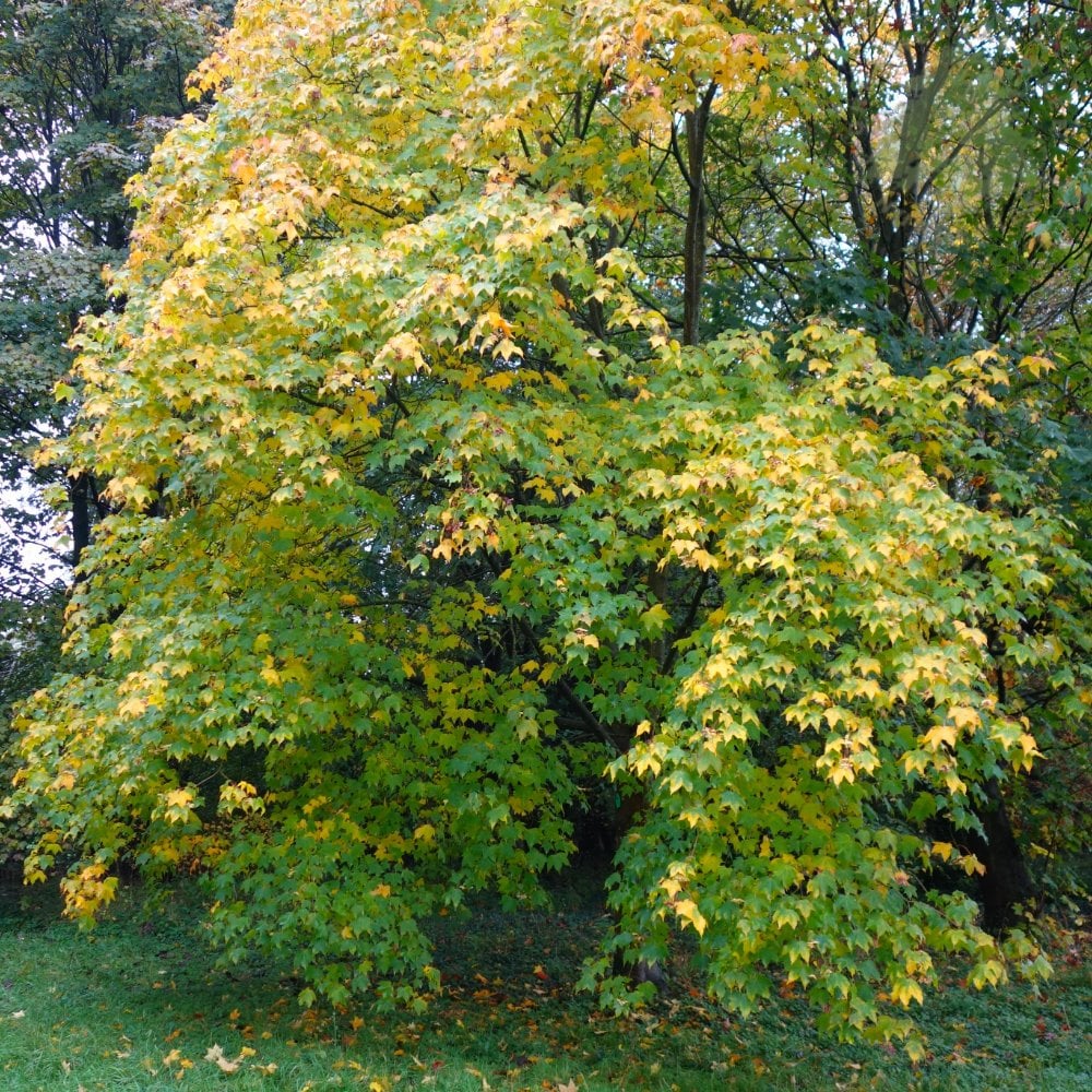Acer cappadocicum 'Rubrum' Tree - Image 4