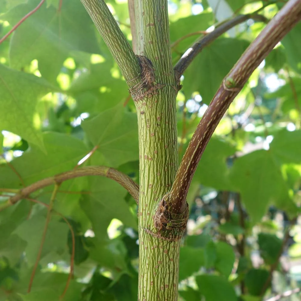 Acer cappadocicum 'Rubrum' Tree - Image 5