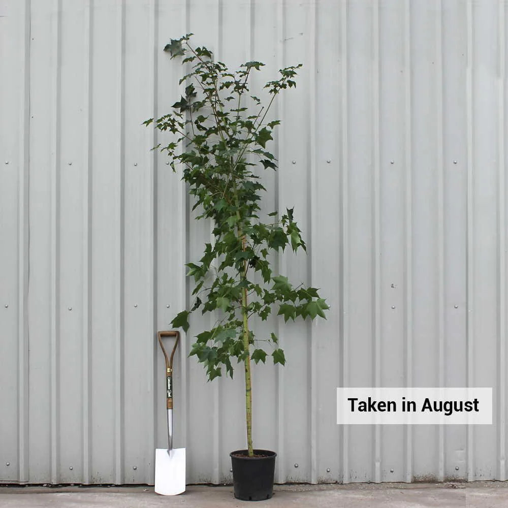 Acer cappadocicum 'Rubrum' Tree - Image 6
