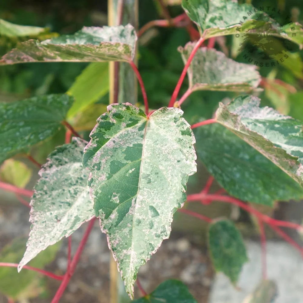 Acer conspicuum 'Red Flamingo' Tree