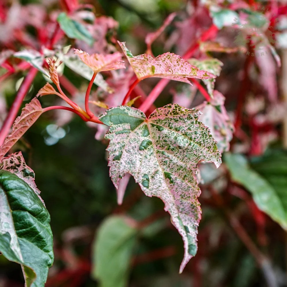 Acer conspicuum 'Red Flamingo' Tree - Image 2