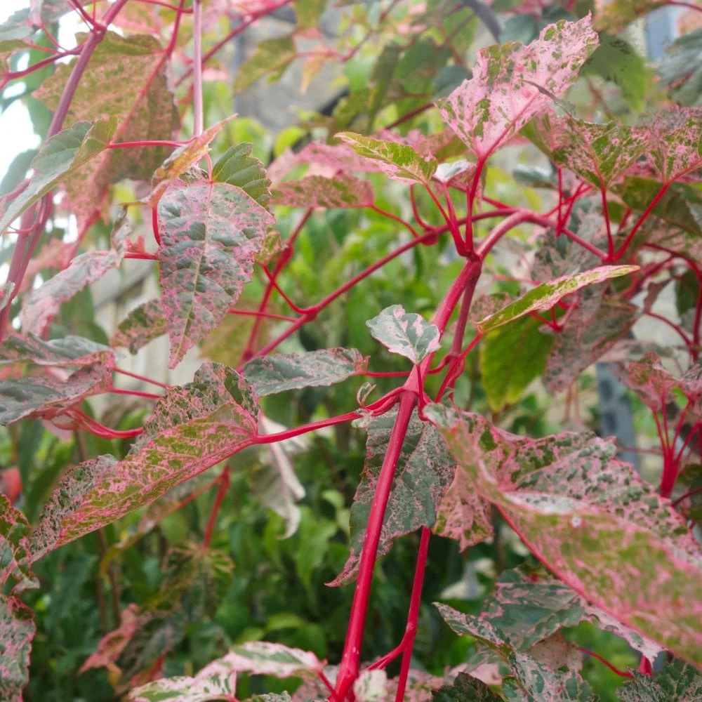 Acer conspicuum 'Red Flamingo' Tree - Image 3