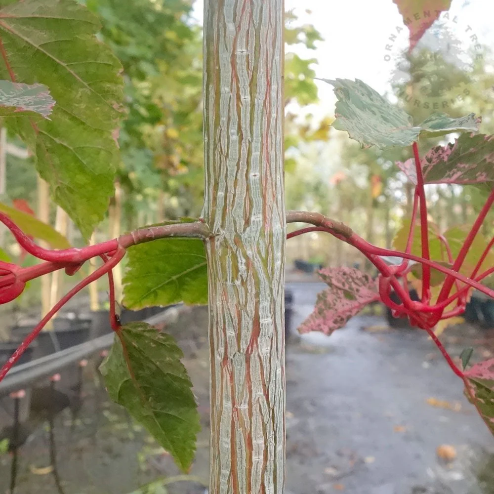 Acer conspicuum 'Red Flamingo' Tree - Image 4
