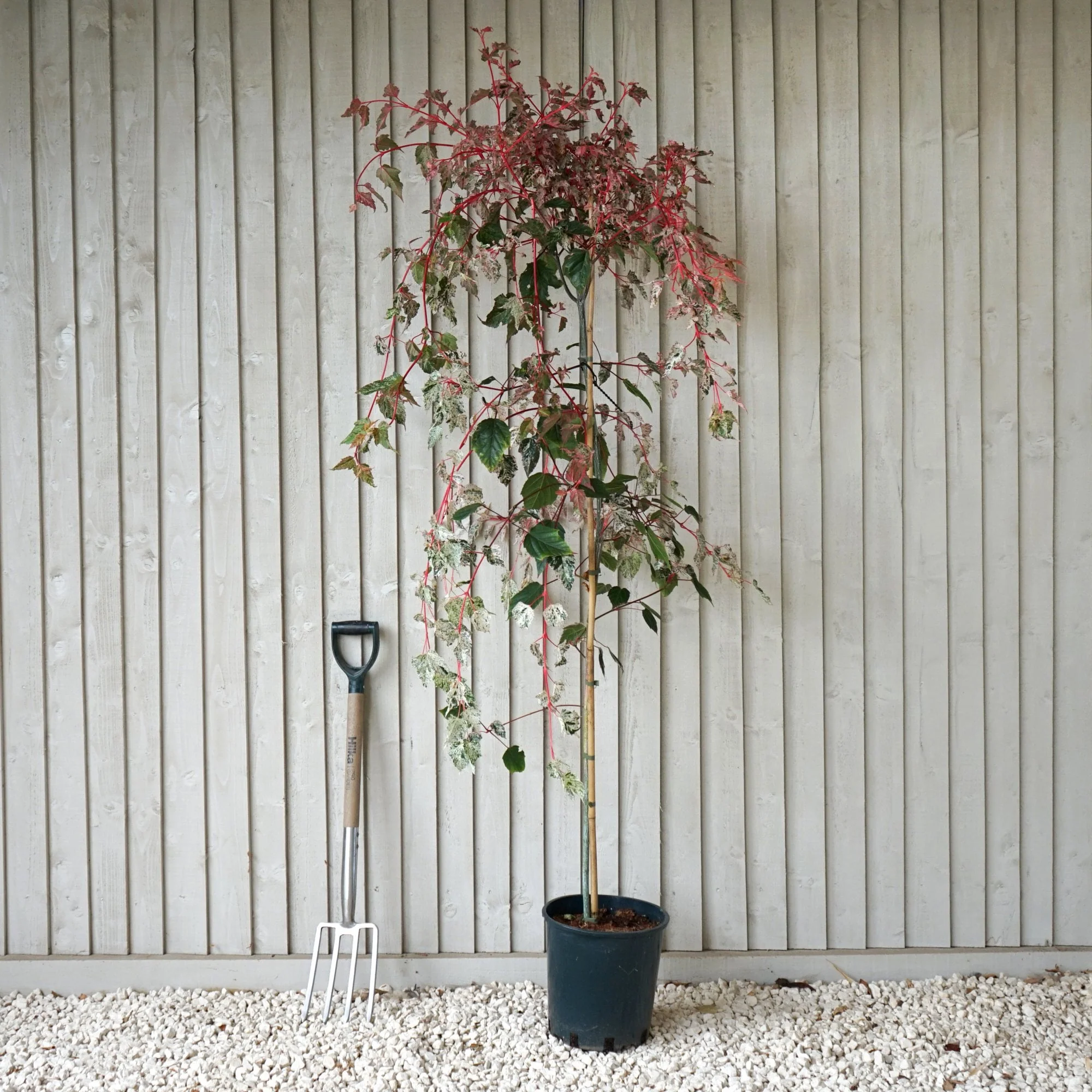 Acer conspicuum 'Red Flamingo' Tree - Image 5