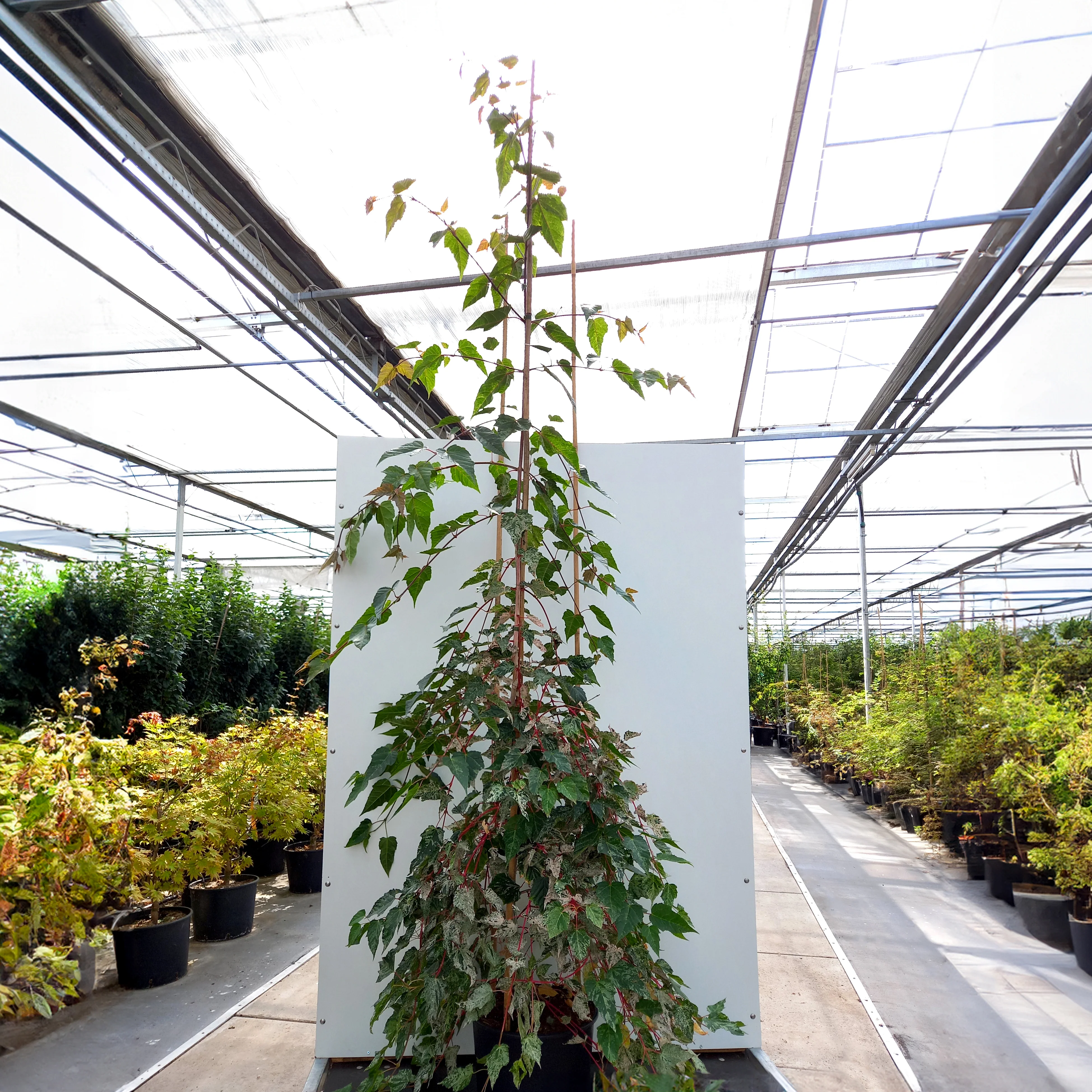 Acer conspicuum 'Red Flamingo' Tree - Image 6