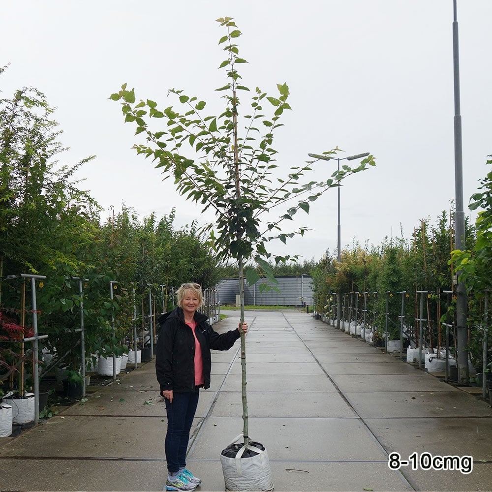 Acer davidii 'George Forrest' Tree - Image 3