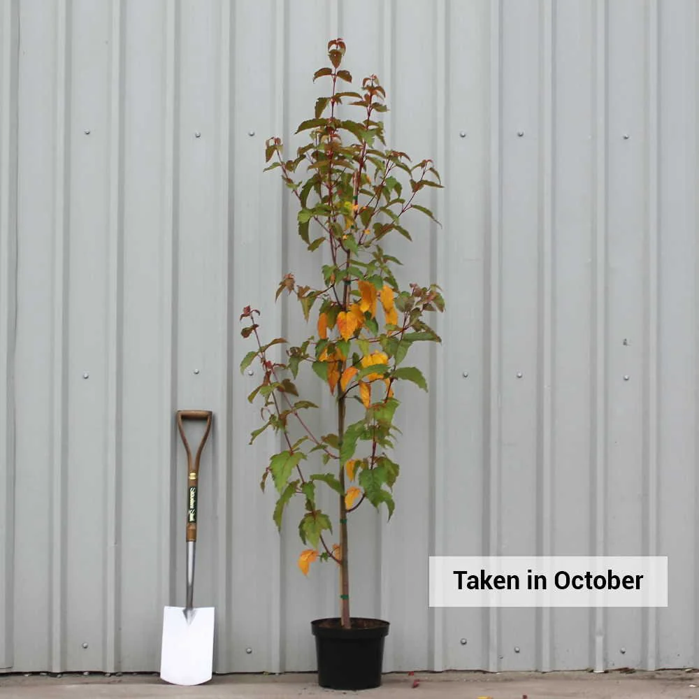 Acer davidii 'George Forrest' Tree - Image 4