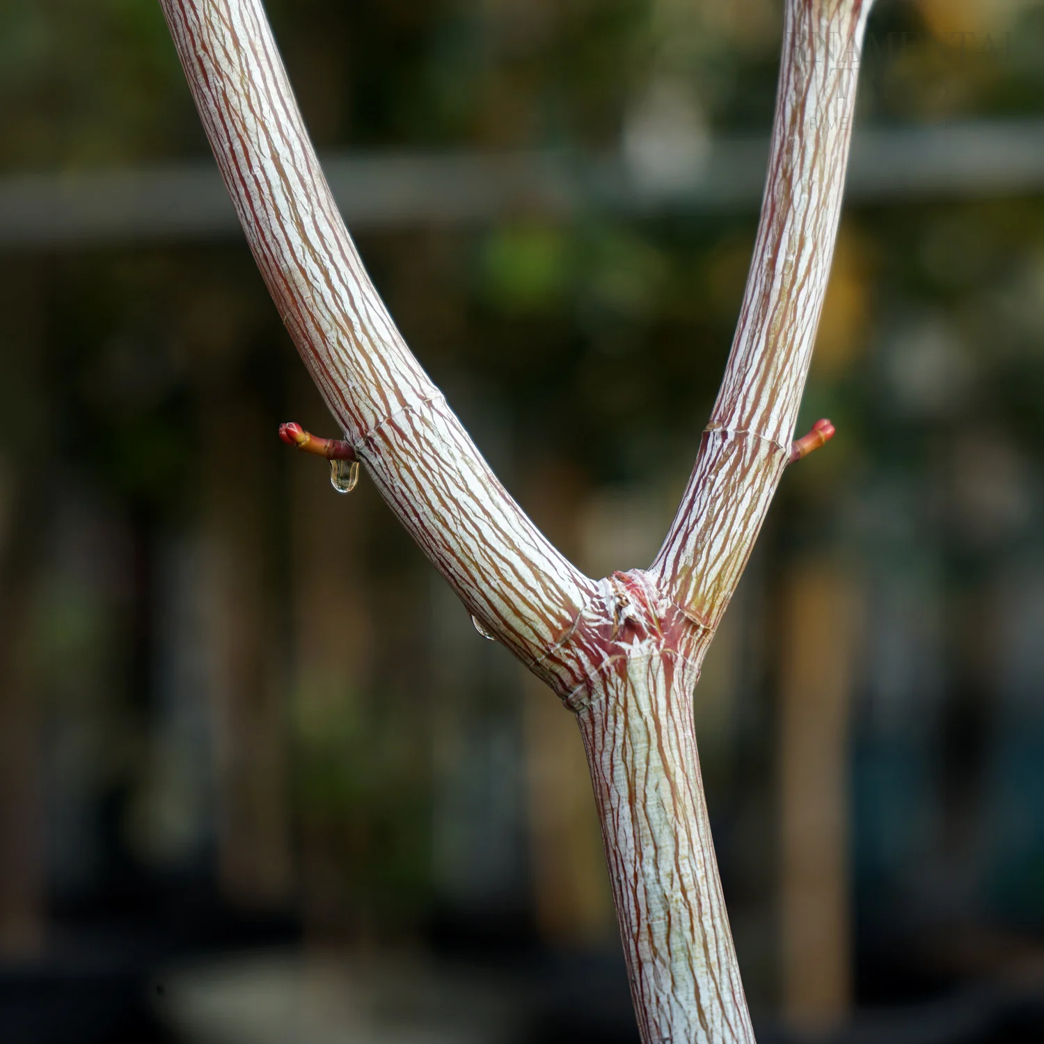 Acer davidii 'Viper' Tree - Image 3