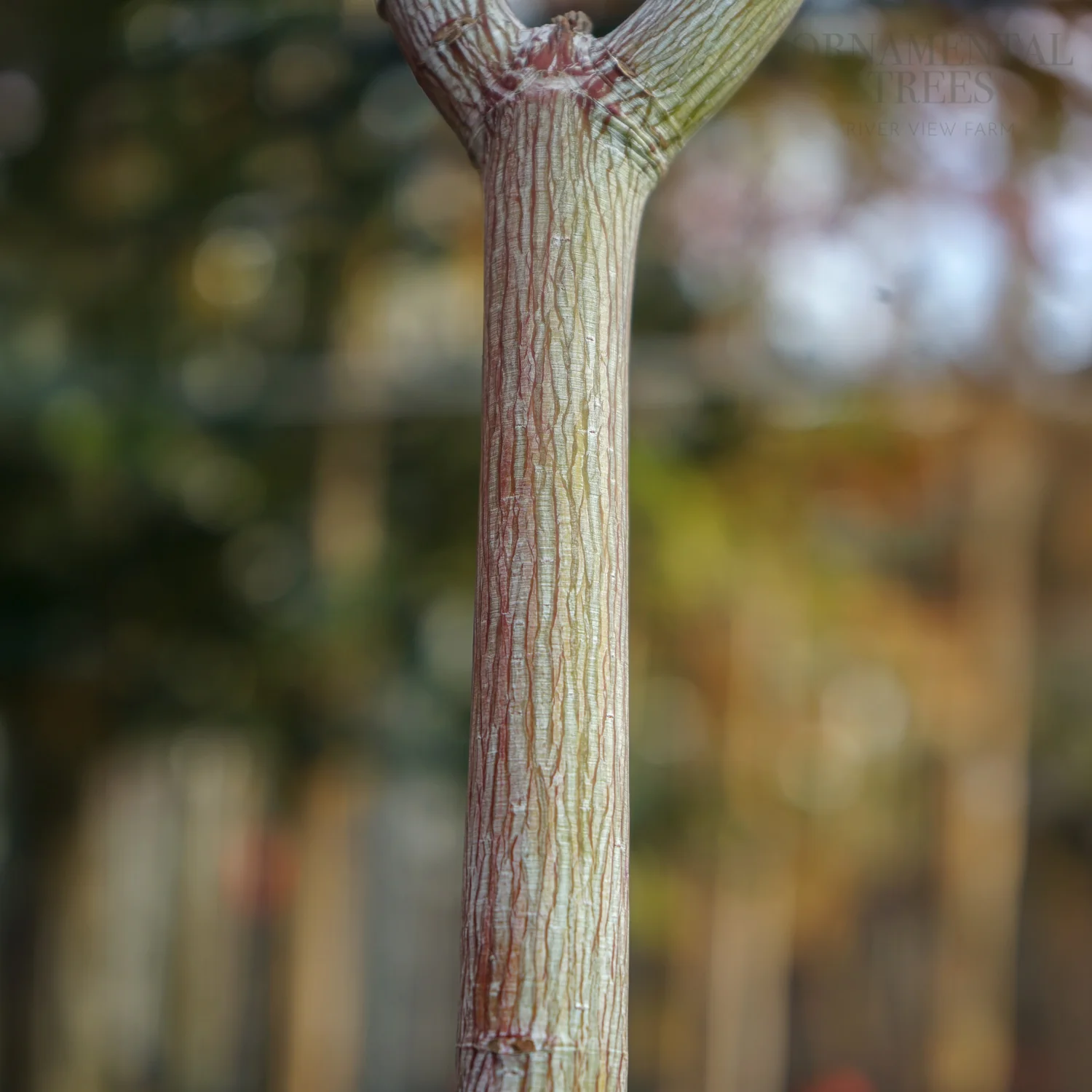 Acer davidii 'Viper' Tree - Image 4