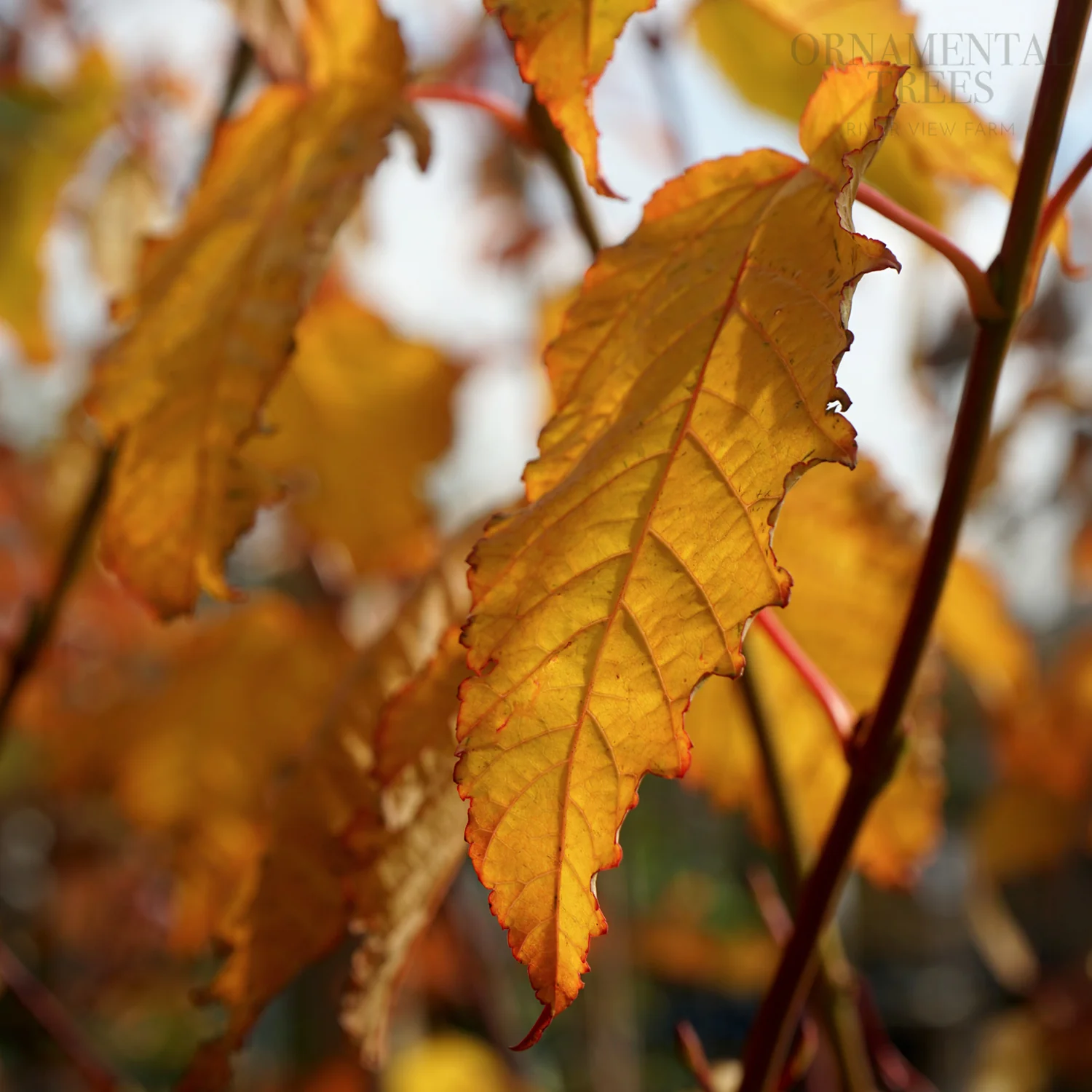 Acer davidii 'Viper' Tree - Image 5