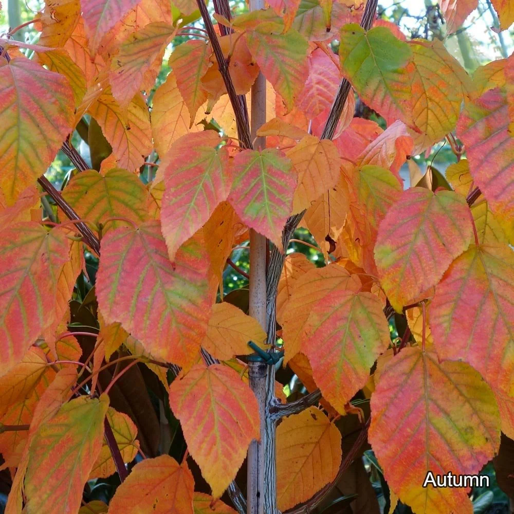 Acer davidii 'Viper' Tree - Image 6