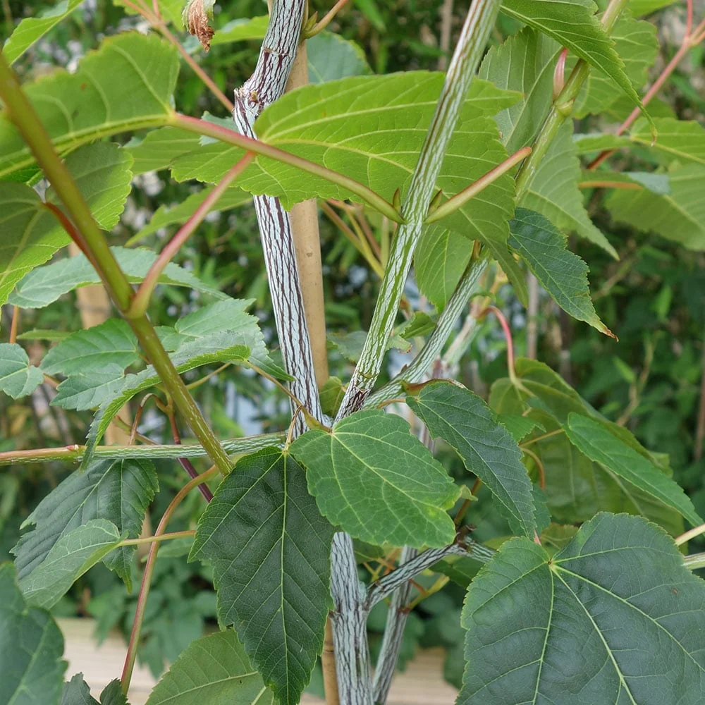Acer davidii 'Viper' Tree - Image 7