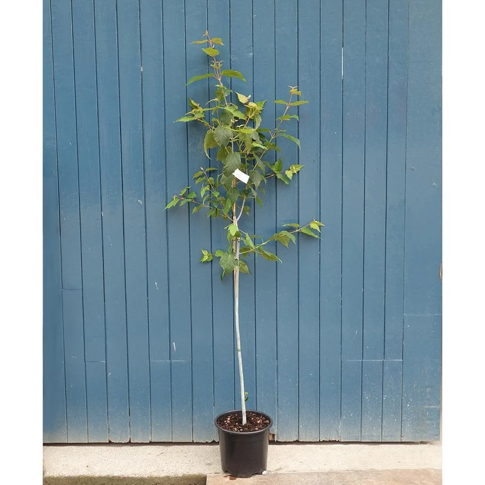 Acer davidii 'Viper' Tree - Image 8