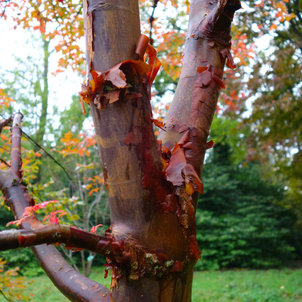 Acer griseum Tree