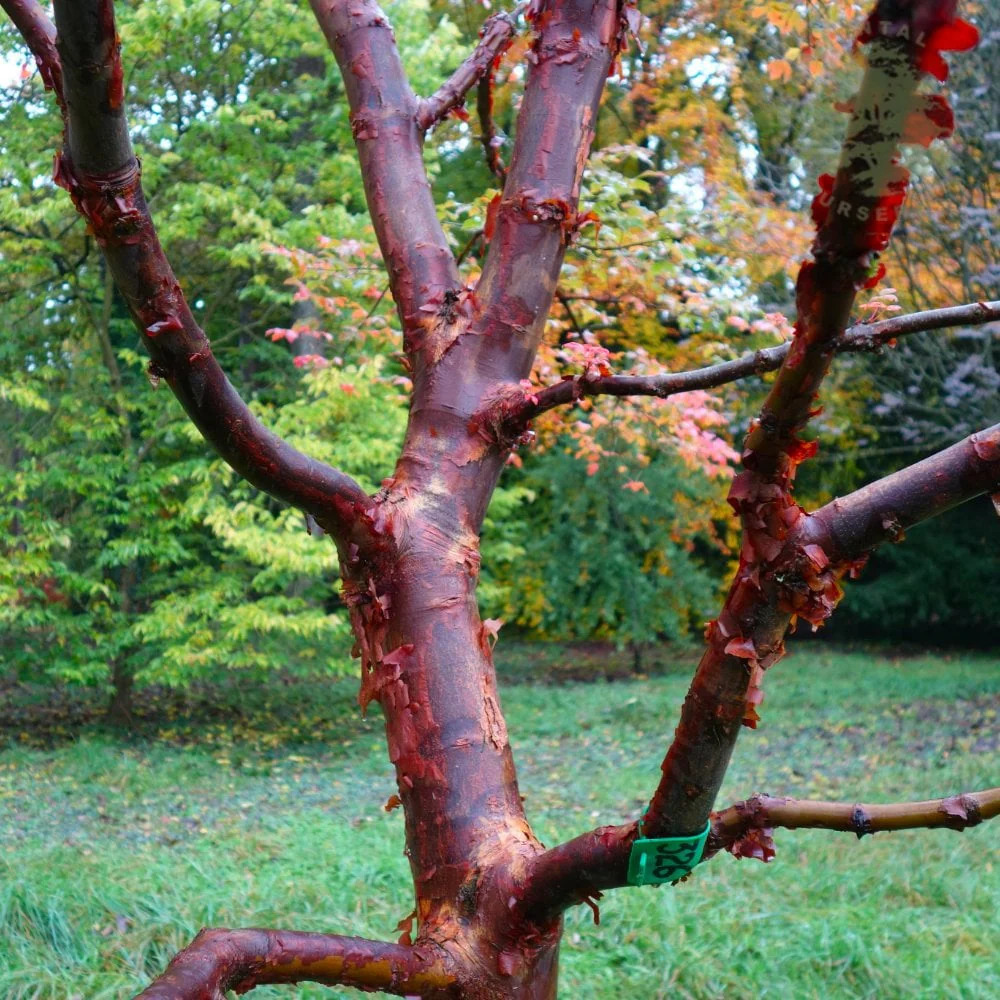Acer griseum Tree - Image 2