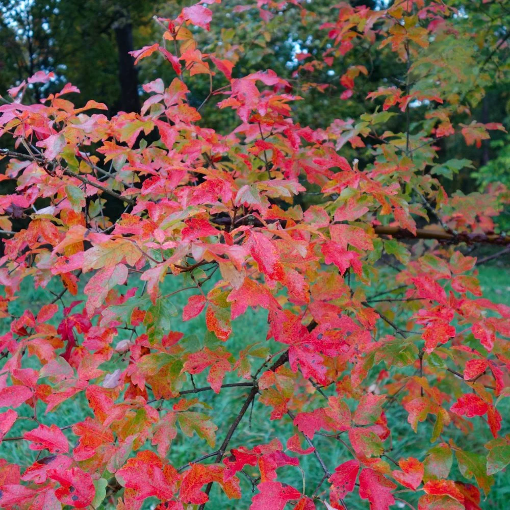 Acer griseum Tree - Image 3