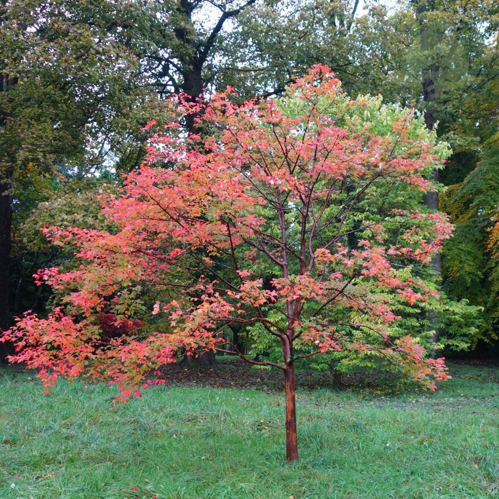 Acer griseum Tree - Image 4