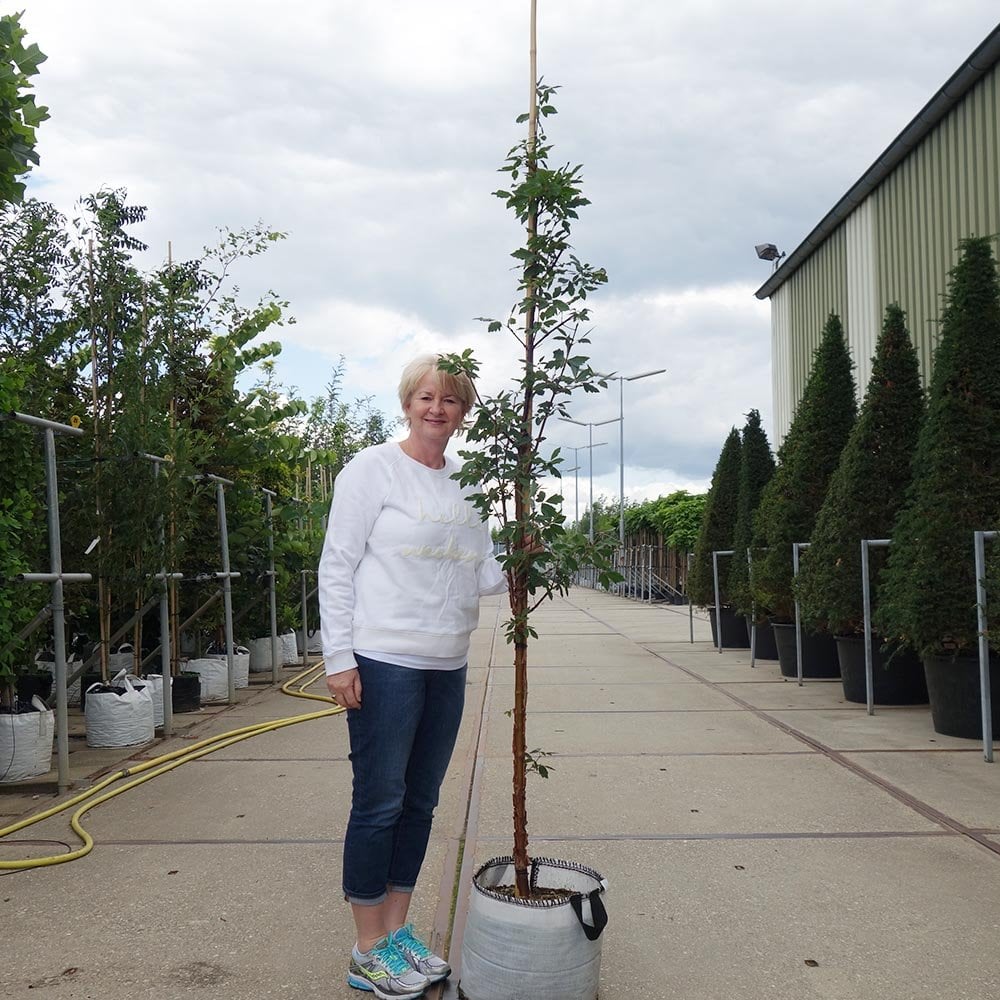 Acer griseum Tree - Image 6