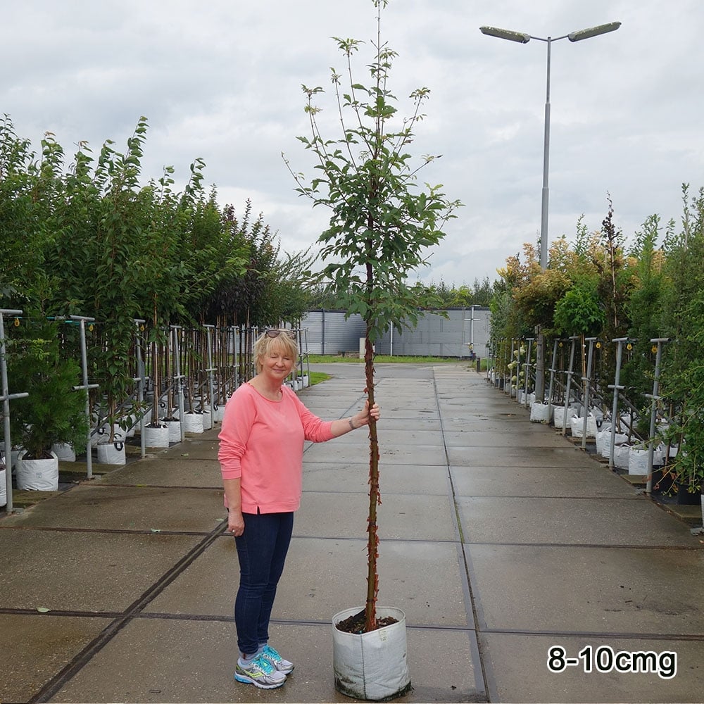 Acer griseum Tree - Image 7