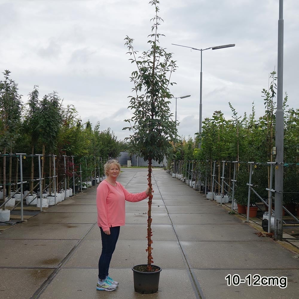 Acer griseum Tree - Image 8