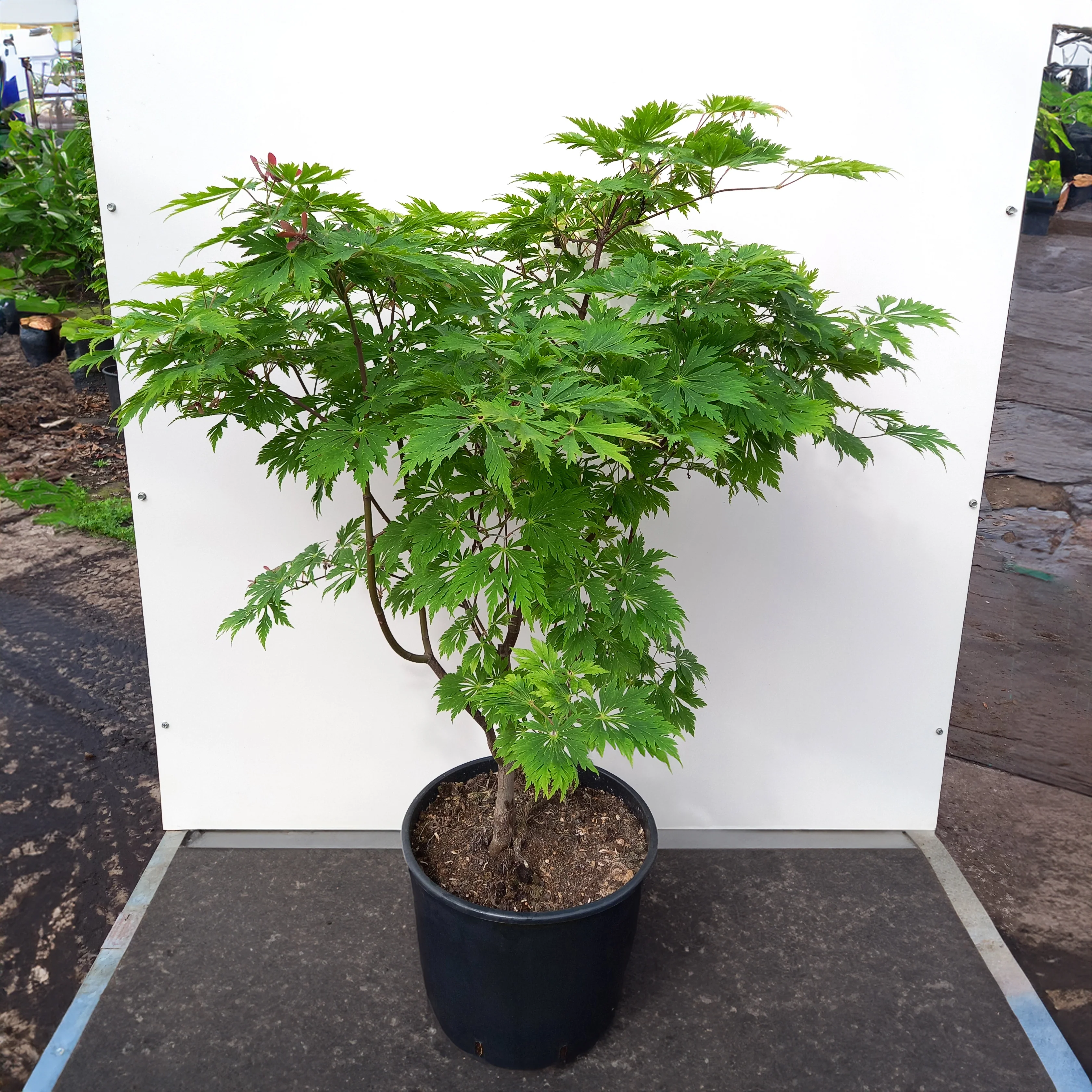 Acer japonicum 'Aconitifolium' - Image 3