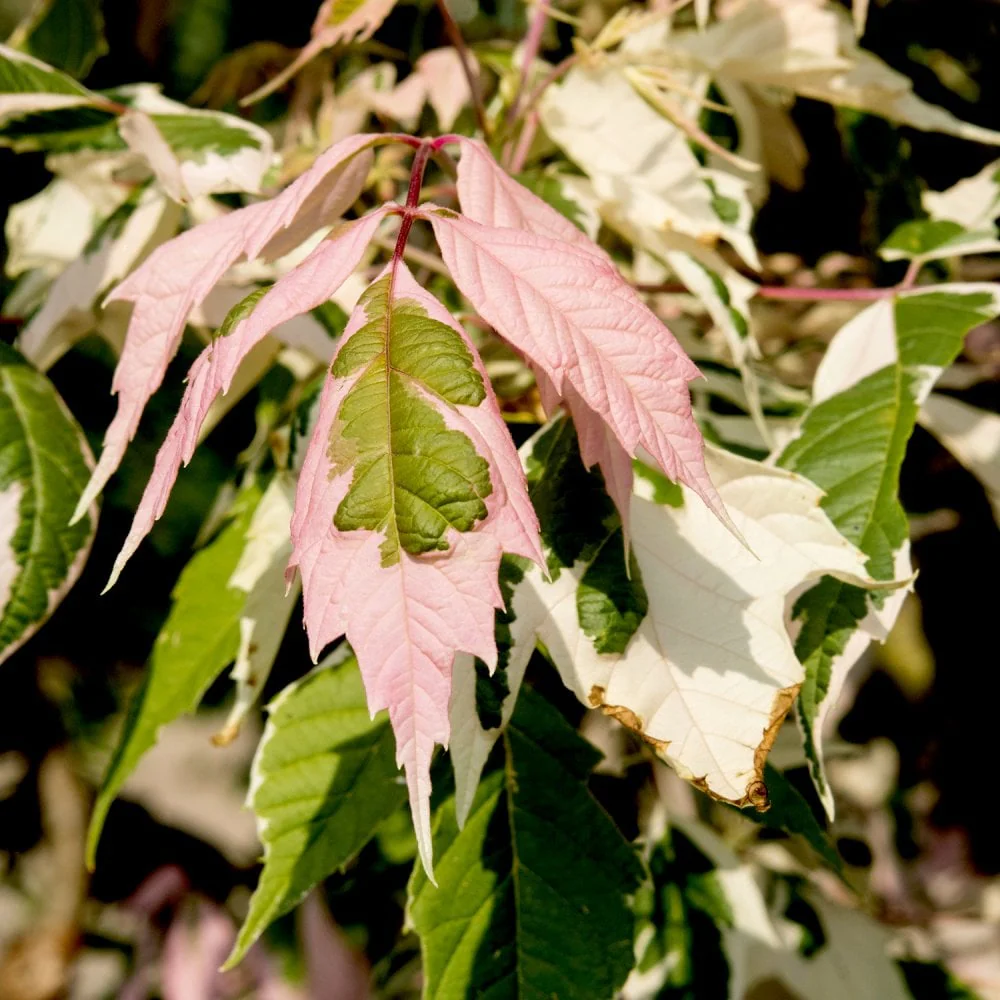 Acer negundo 'Flamingo'