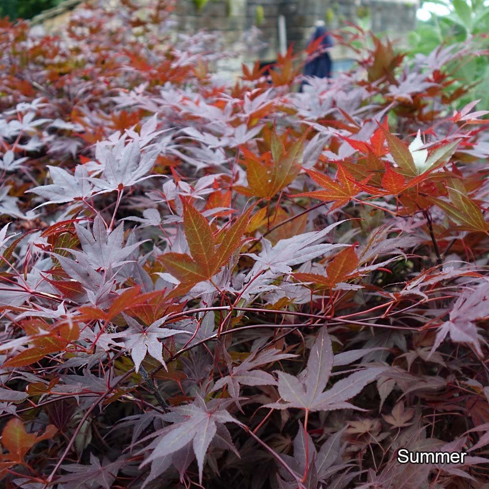 Acer palmatum 'Atropurpureum' Tree - Image 3