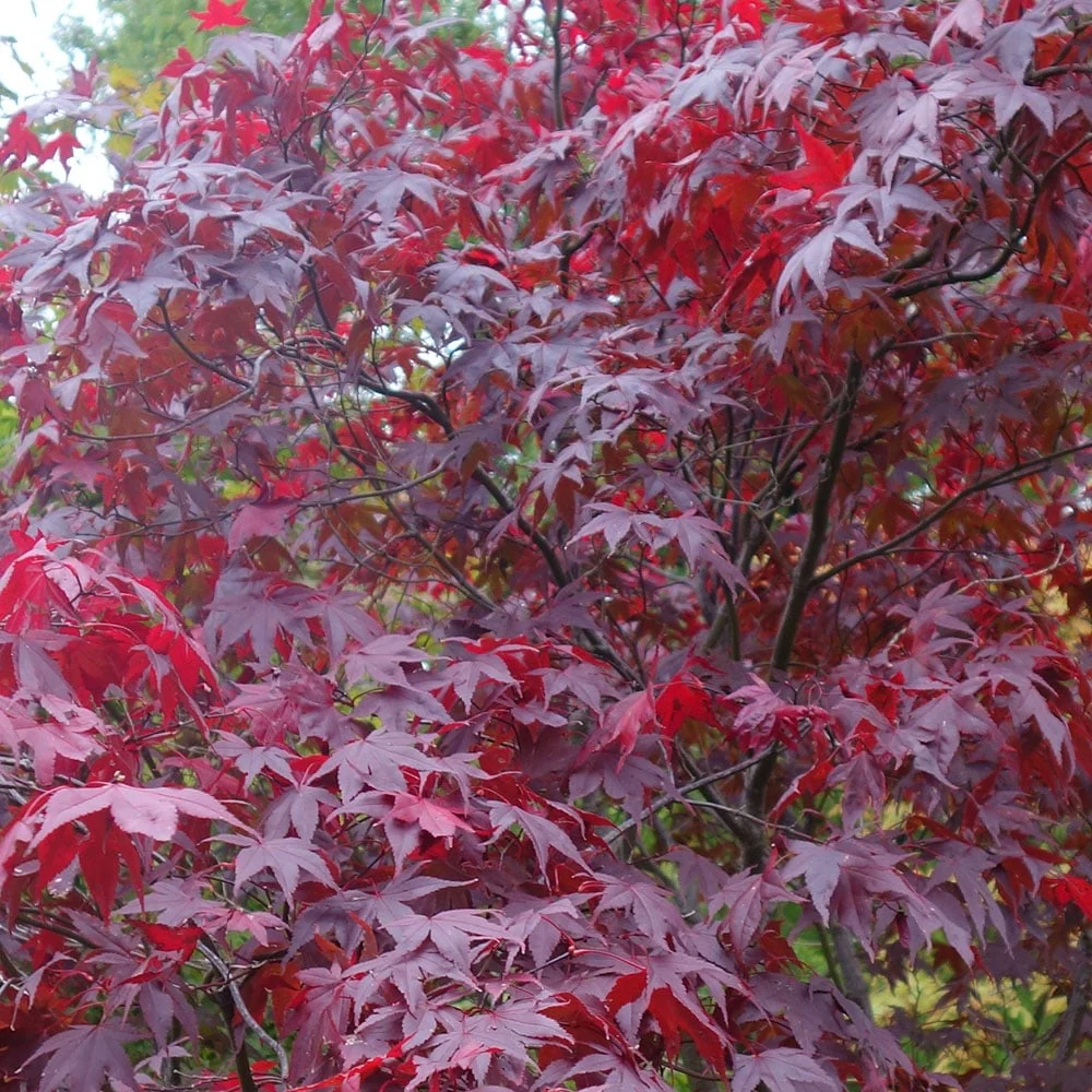 Acer palmatum 'Atropurpureum' Tree - Image 4