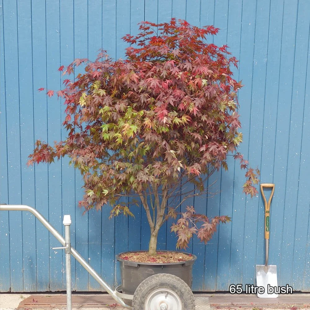 Acer palmatum 'Atropurpureum' Tree - Image 5
