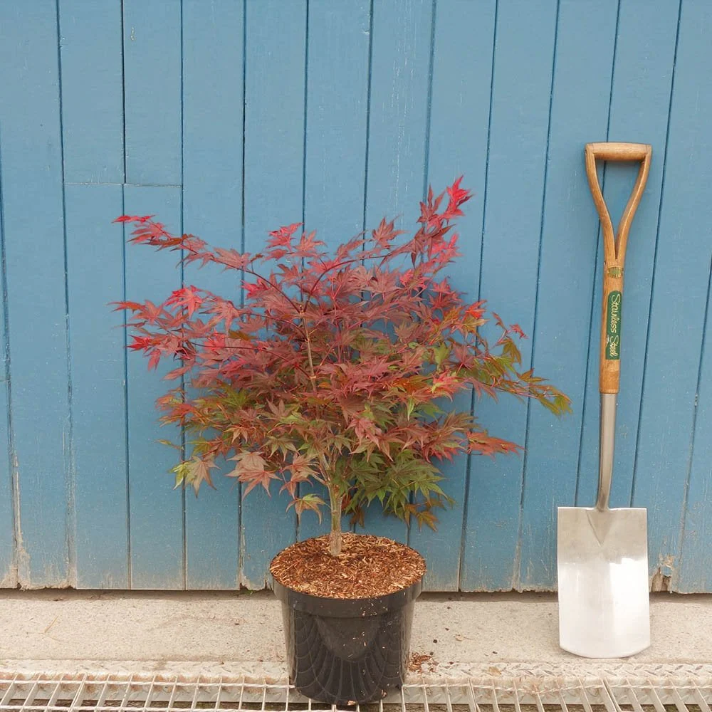 Acer palmatum 'Atropurpureum' Tree - Image 6