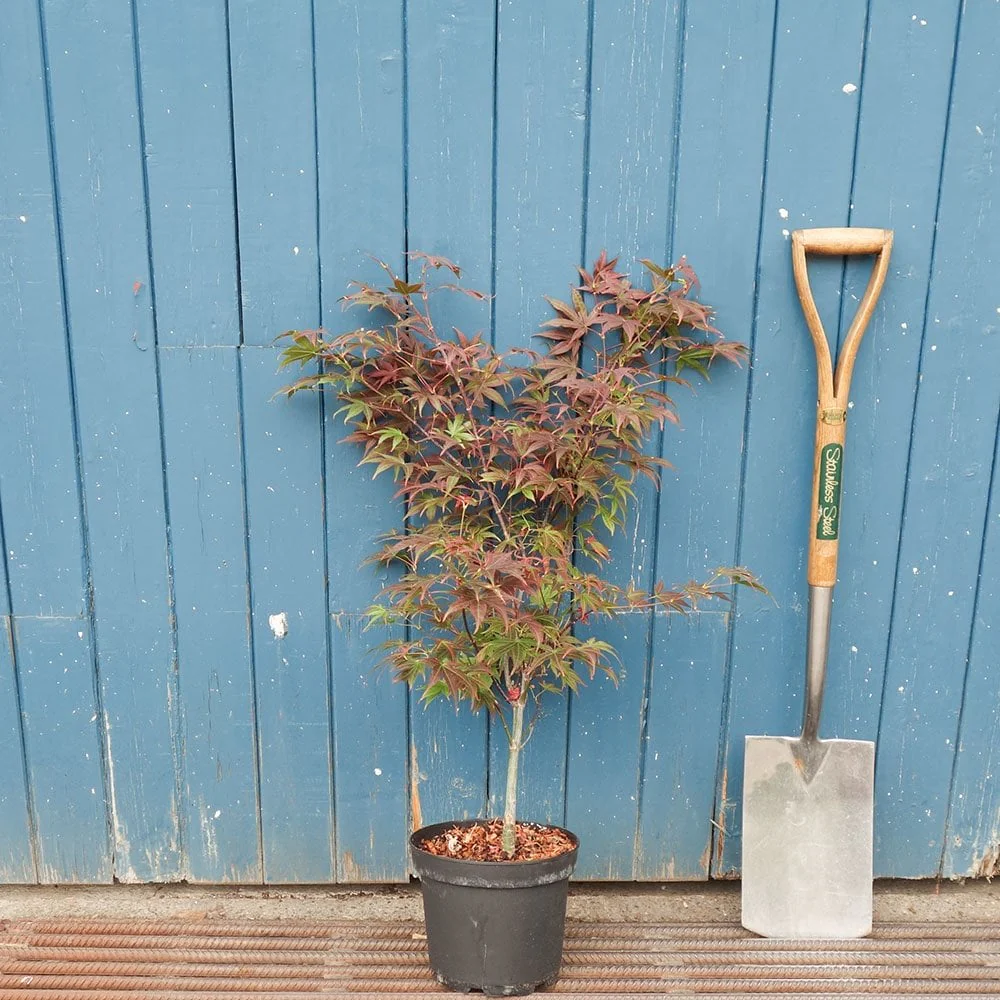 Acer palmatum 'Atropurpureum' Tree - Image 7