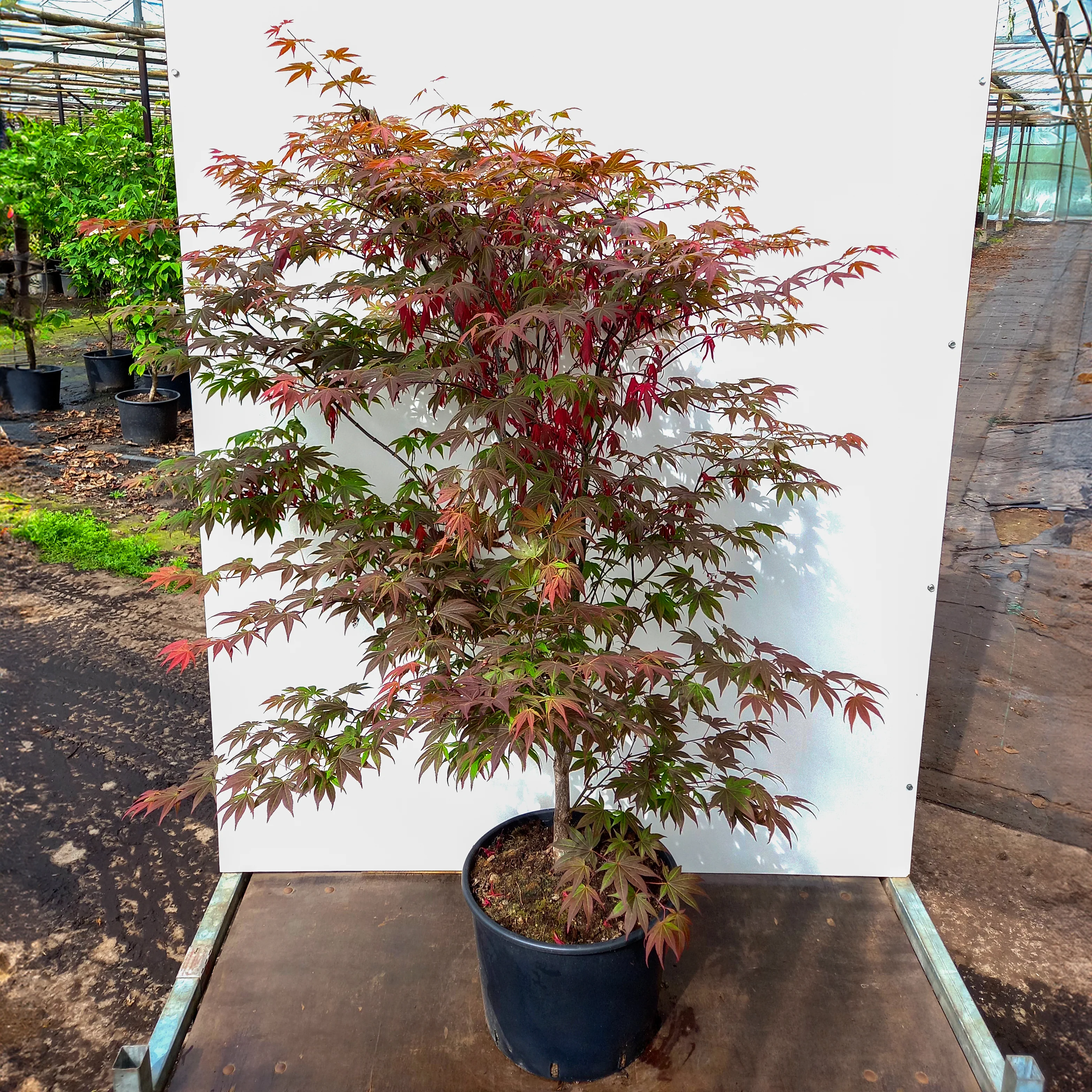 Acer palmatum 'Atropurpureum' Tree - Image 8