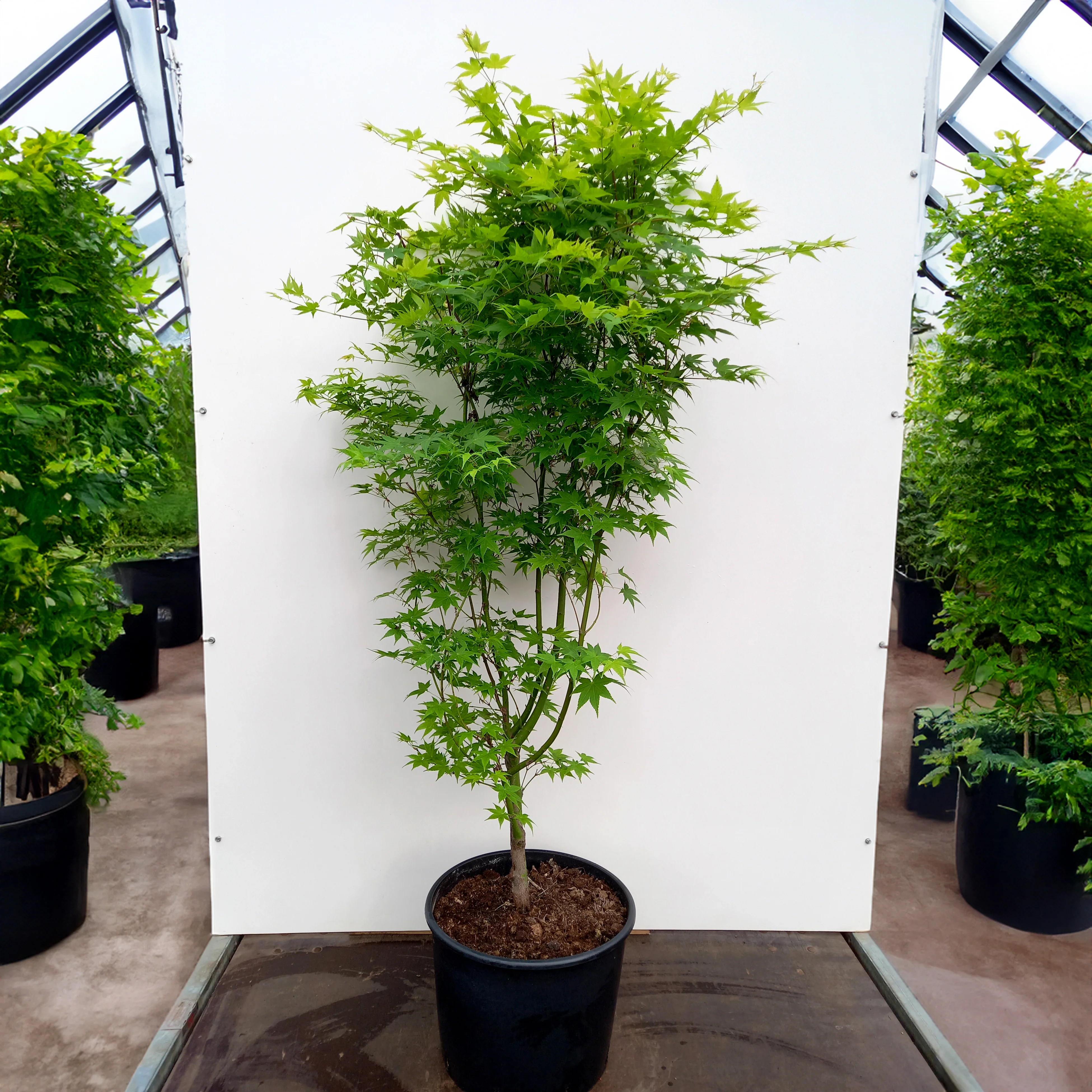 Acer palmatum 'Aureum'